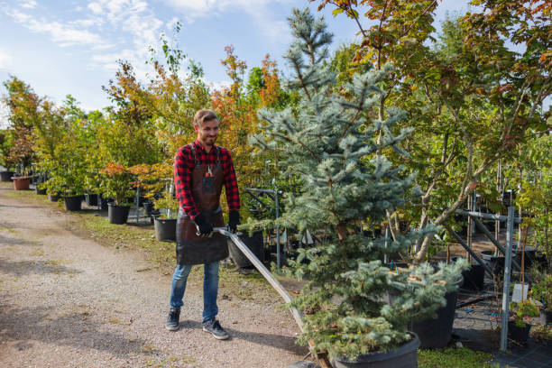 How Our Tree Care Process Works  in Cambridge, IL